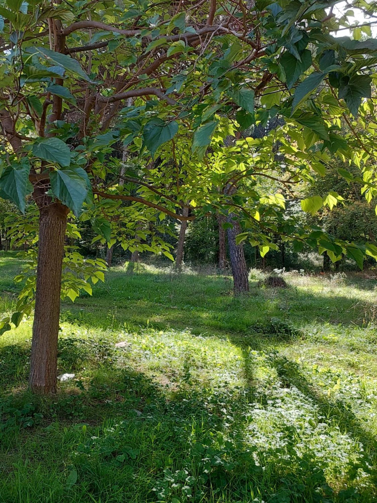A'Studio تيرانا المظهر الخارجي الصورة